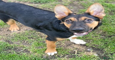 Mixed Breed dogs - Advert 14