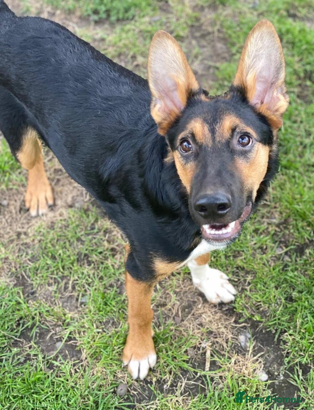 Mixed Breed dogs for adoption: 💙🐶 CONNOR 🐶💙 - Image 2