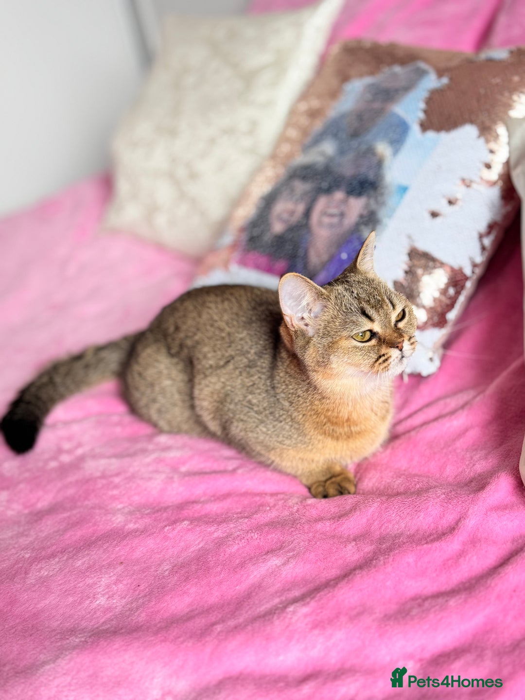 Scottish Fold cats for sale: Show quality straight girl - Advert 4