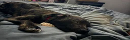 Mixed Breed dogs for sale: Beautiful Presa Canario X Male: Loving Home Needed in Sutton - Advert 2