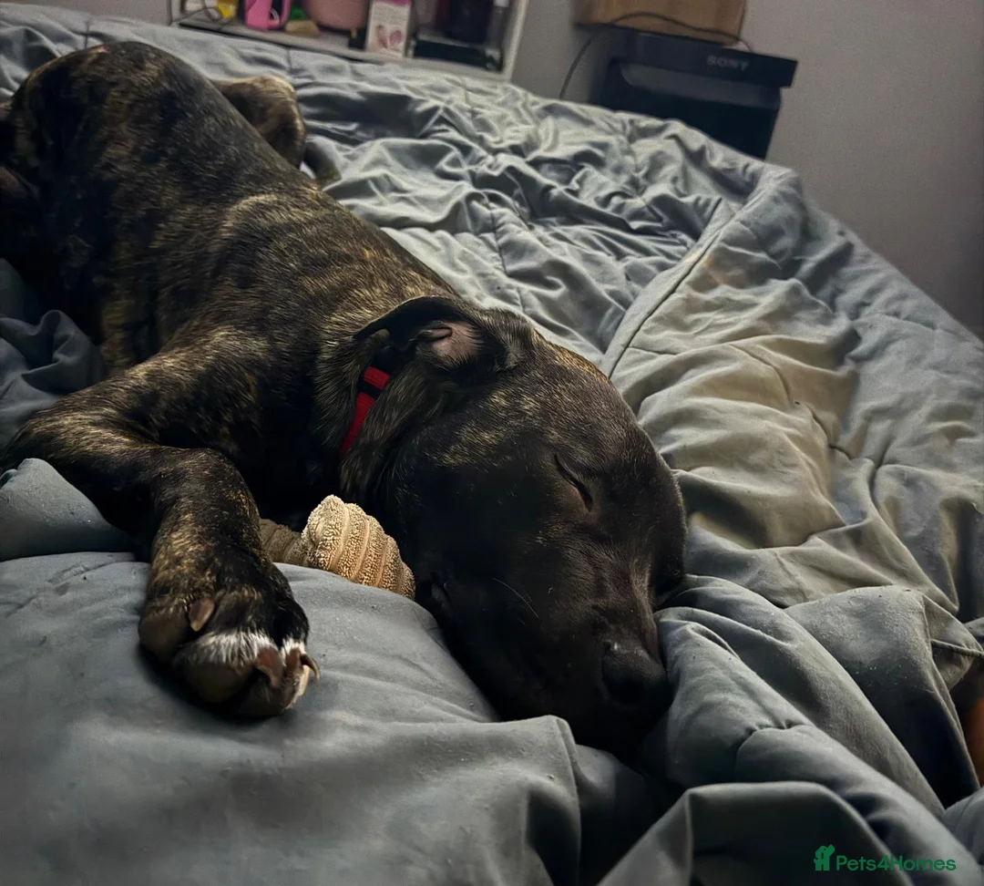 Mixed Breed dogs for sale: Beautiful Presa Canario X Male: Loving Home Needed in Sutton - Advert 2