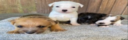 Jack Russell dogs for sale:  **  JACK RUSSELL PUPPIES - READY TO GO - Advert 4