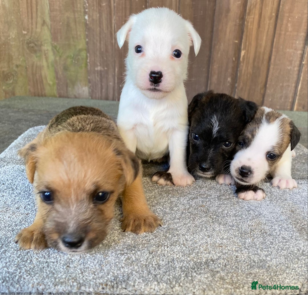 Jack Russell dogs for sale:  **  JACK RUSSELL PUPPIES - READY TO GO - Advert 4