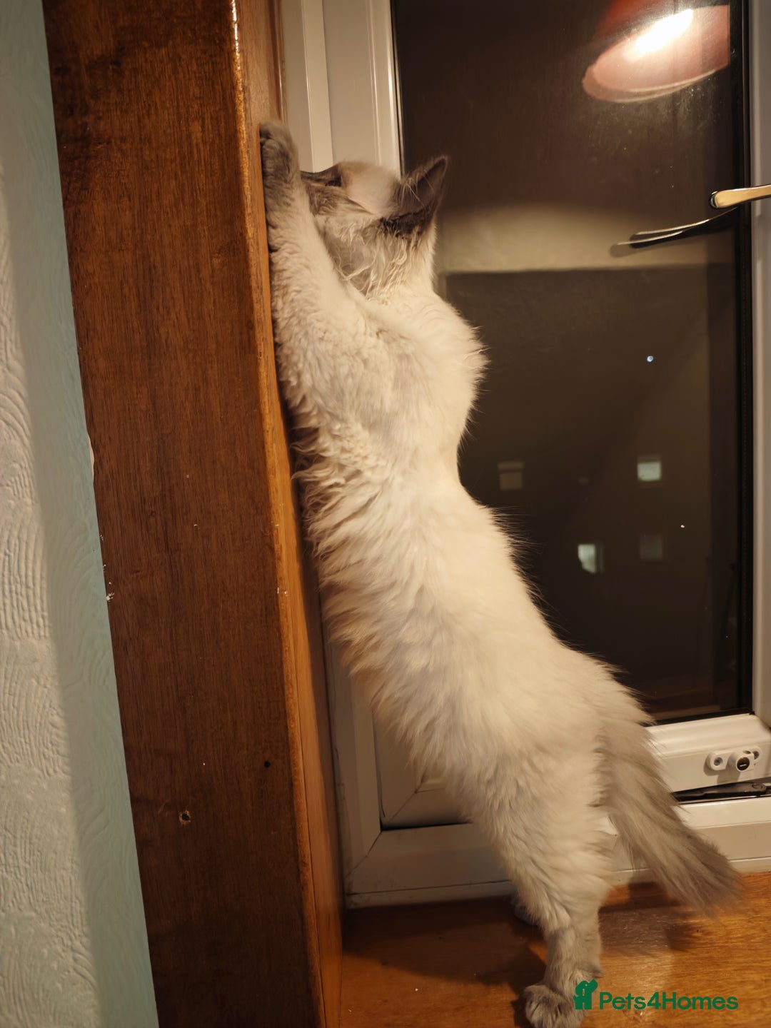 Ragdoll cats for sale: 2😻Ragdoll kittens 💕 - Image 20