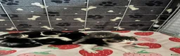 Mixed Breed cats for sale: Cute Fluffy Kittens - Advert 4
