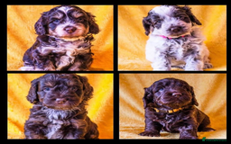 Miniature Poodle dogs for stud: KC miniature poodle, phantom and parti carrier  in Bolton - Image 12