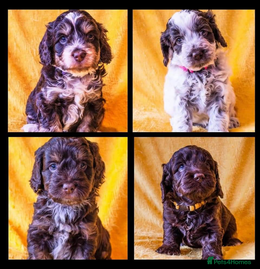 Miniature Poodle dogs for stud: KC miniature poodle, phantom and parti carrier  in Bolton - Image 12
