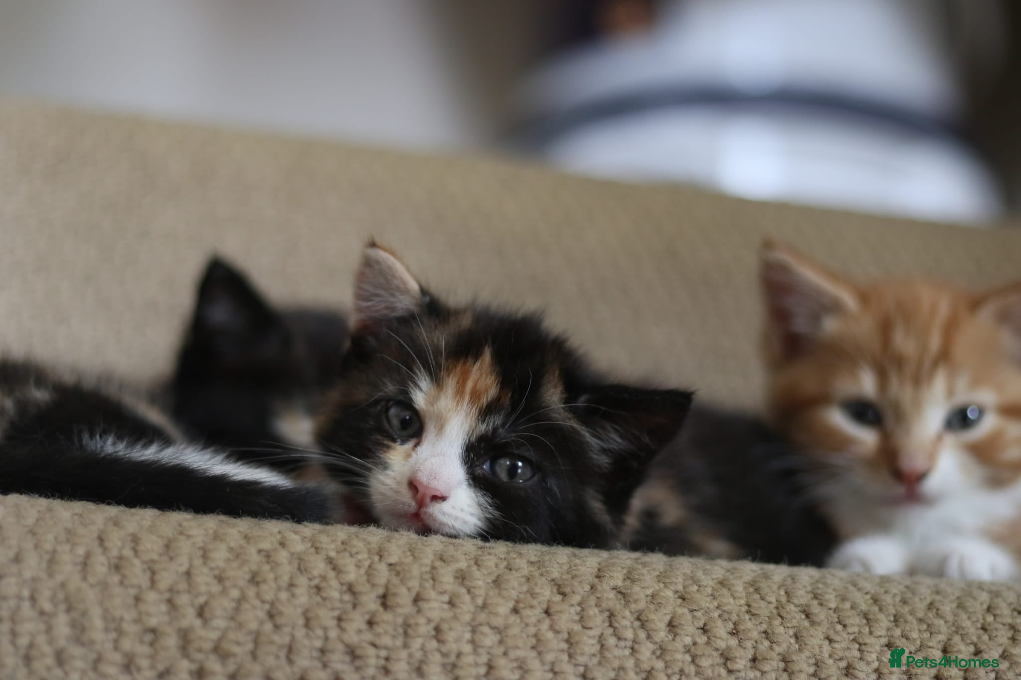 Mixed Breed cats Beautiful Fluffy Kittens - Advert 6