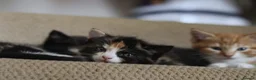 Mixed Breed cats for sale: Beautiful Fluffy Kittens - Advert 3