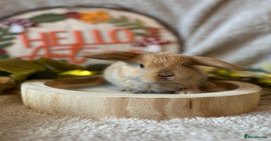 Mini Lop rabbits - Advert 10