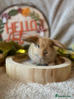 Mini Lop rabbits - Advert 4