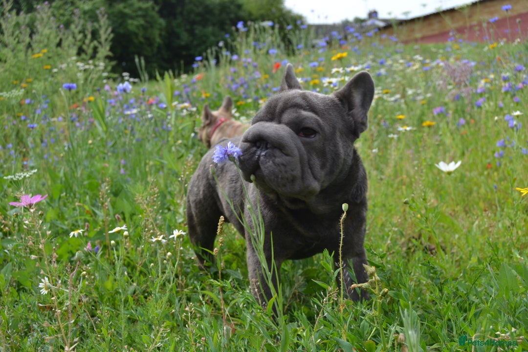 French Bulldog dogs for stud:  Elite Micro  Blue Frenchie Stud - Image 18