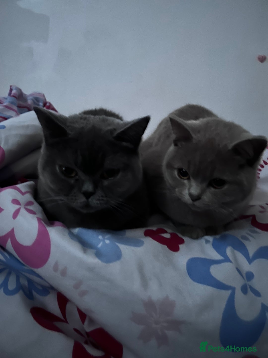 British Shorthair cats for sale: 2 beautiful British shorthairs for sale  - Advert 10