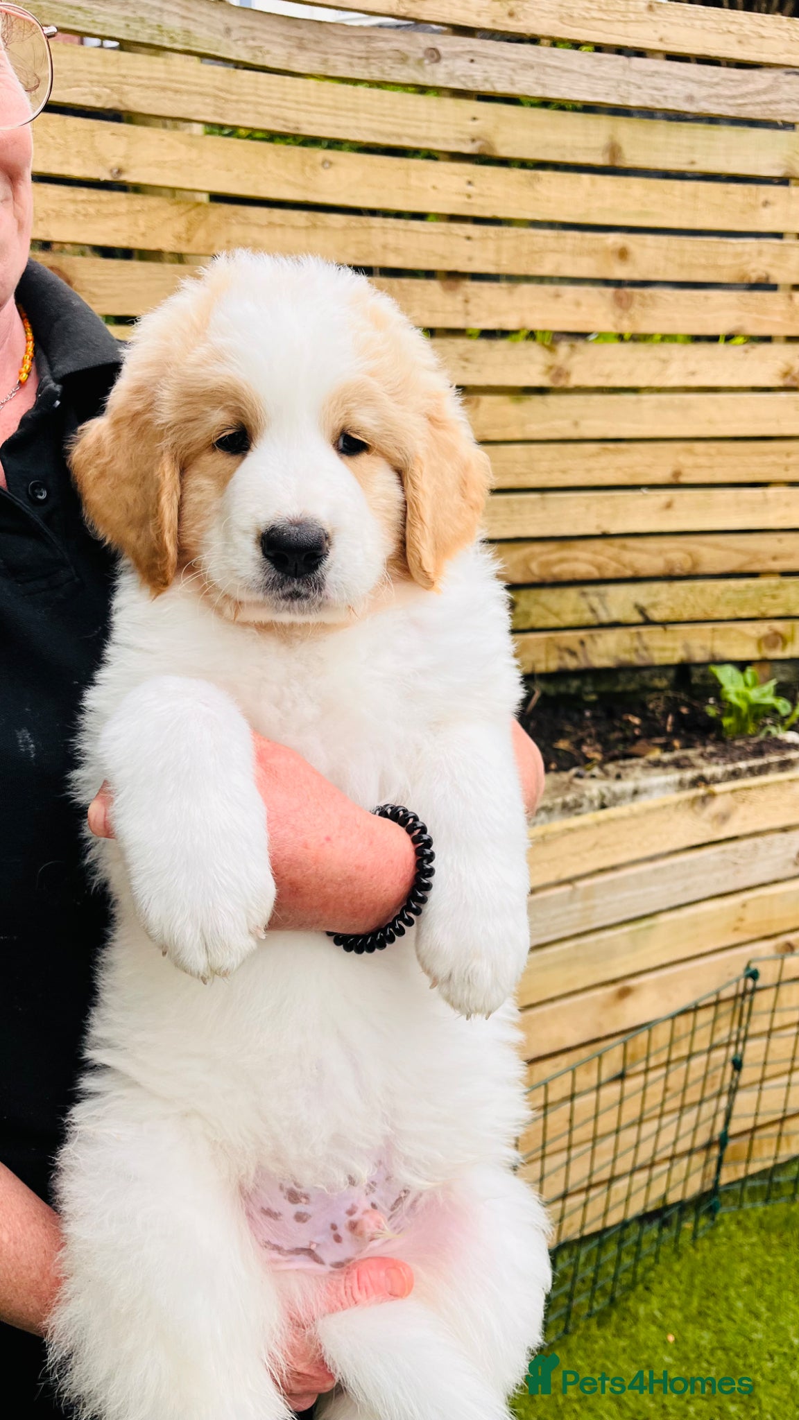 Mixed Breed dogs Ready in 1 week ❤️Pyrenees goldenDoodle Puppies   - Advert 2