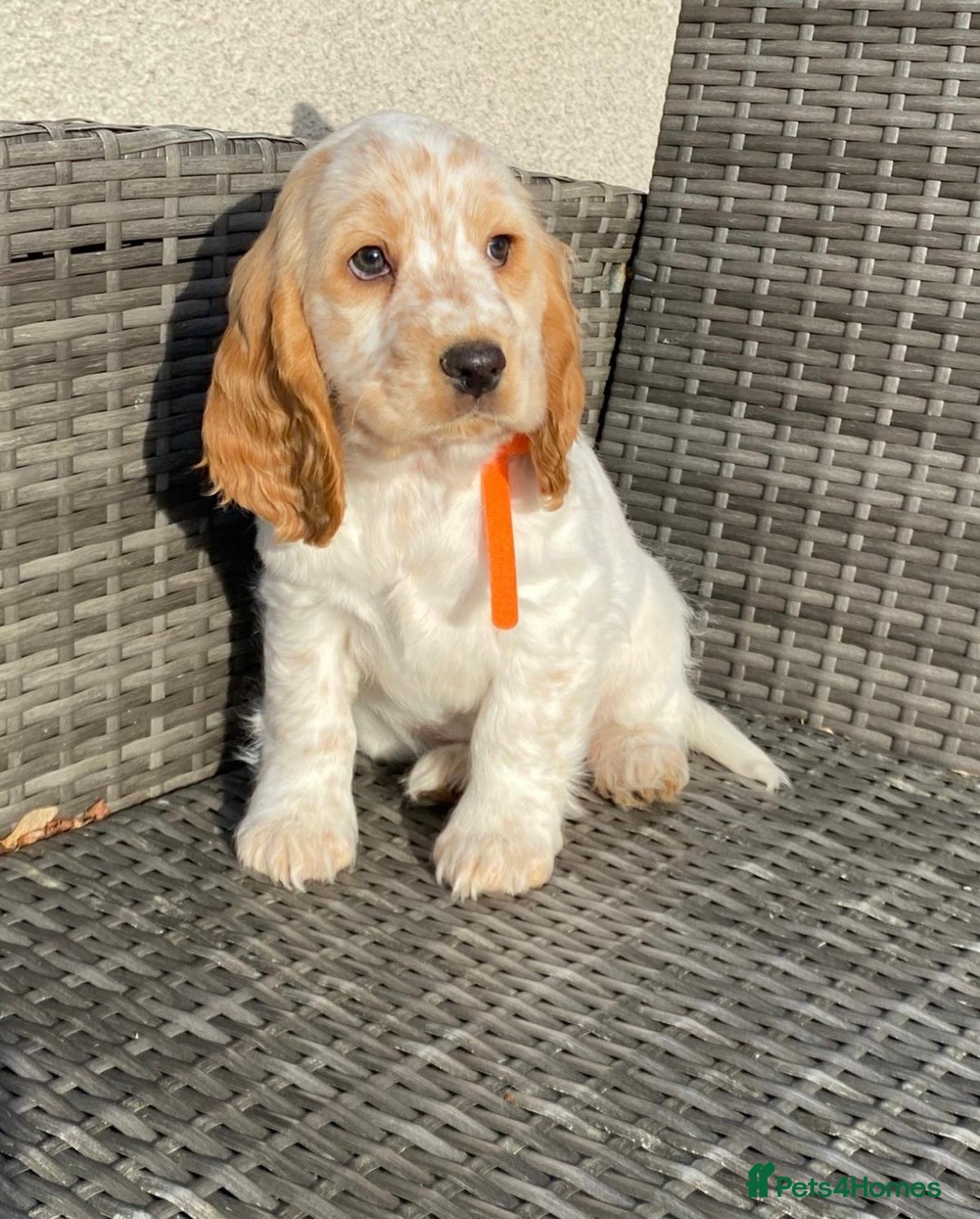 Cocker Spaniel dogs for sale: KC Registered Show Type Cocker Spaniel Pups - Advert 2