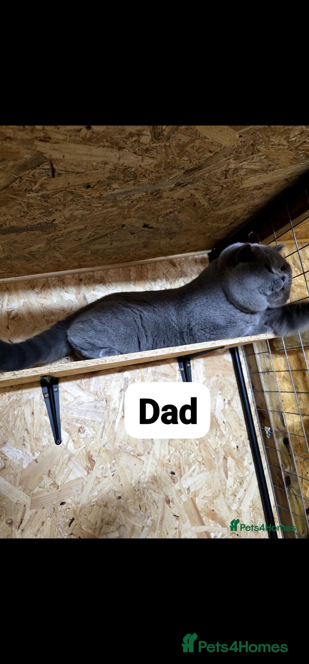 British Shorthair cats for sale: Pure british shorthair kittens 😸  - Image 3