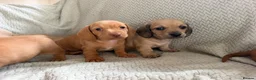 Miniature Dachshund dogs for sale: KC red and cream smooth miniature dachshunds  - Advert 3