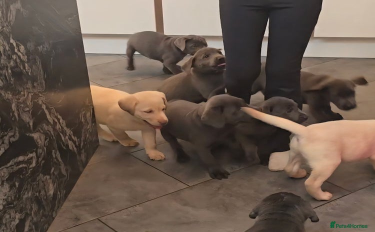 Labrador Retriever dogs - Advert 10