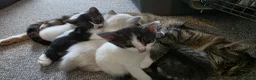 Egyptian Mau cats for sale: 2 beautiful Egyptian Mau kittens - Advert 7