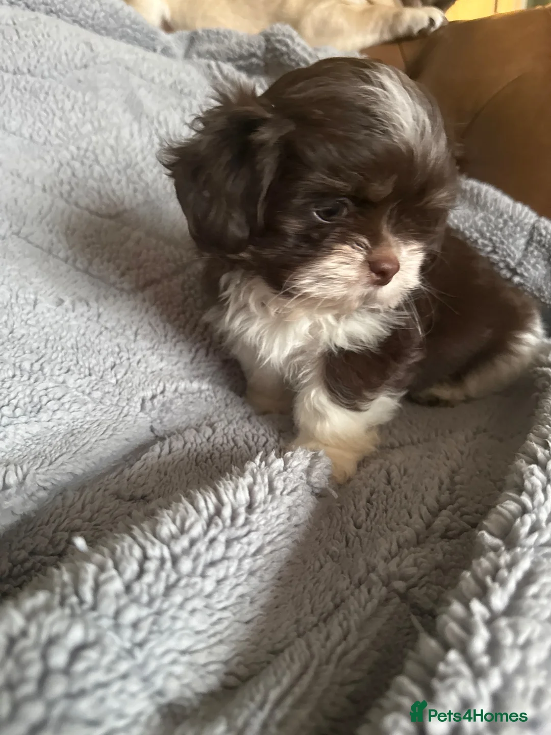 Shih Tzu dogs for sale: Imperial shihtzu  - Advert 3