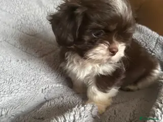 Shih Tzu dogs Imperial shihtzu - Advert 10