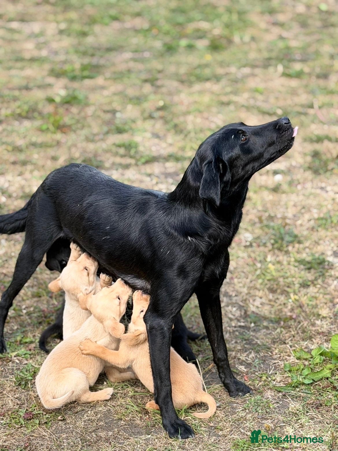 Labrador Retriever dogs 7 gorgeous kc Labrador puppies - Advert 1