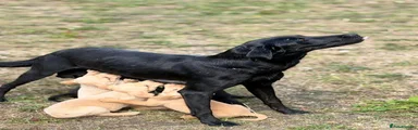 Labrador Retriever 4