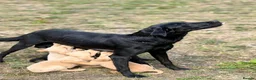 Labrador Retriever dogs for sale: 7 gorgeous kc Labrador puppies - Advert 1