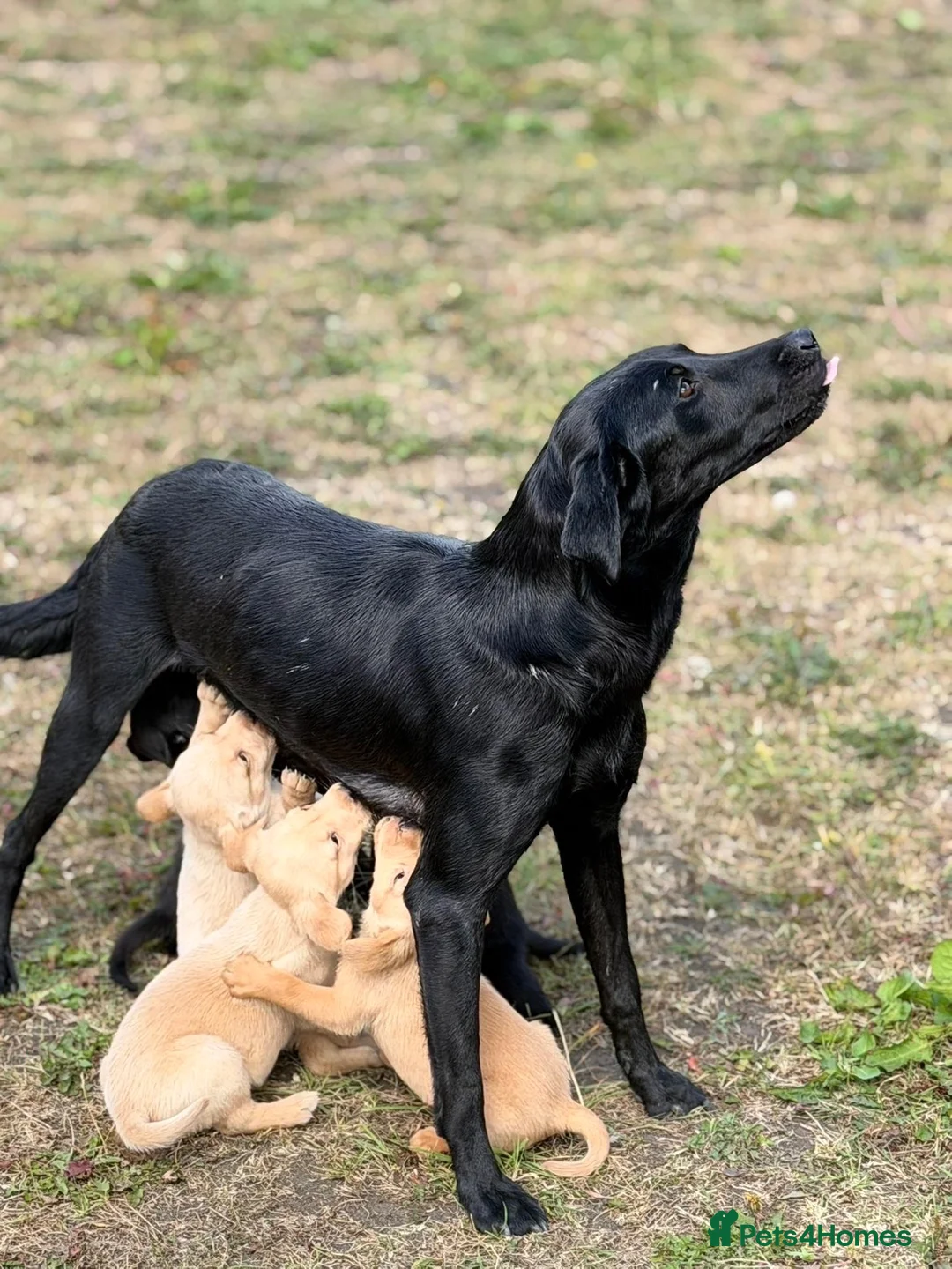 Labrador Retriever dogs for sale: 7 gorgeous kc Labrador puppies - Advert 1