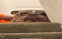 English Bulldog dogs for sale: 21 month English bulldog  - Image 4