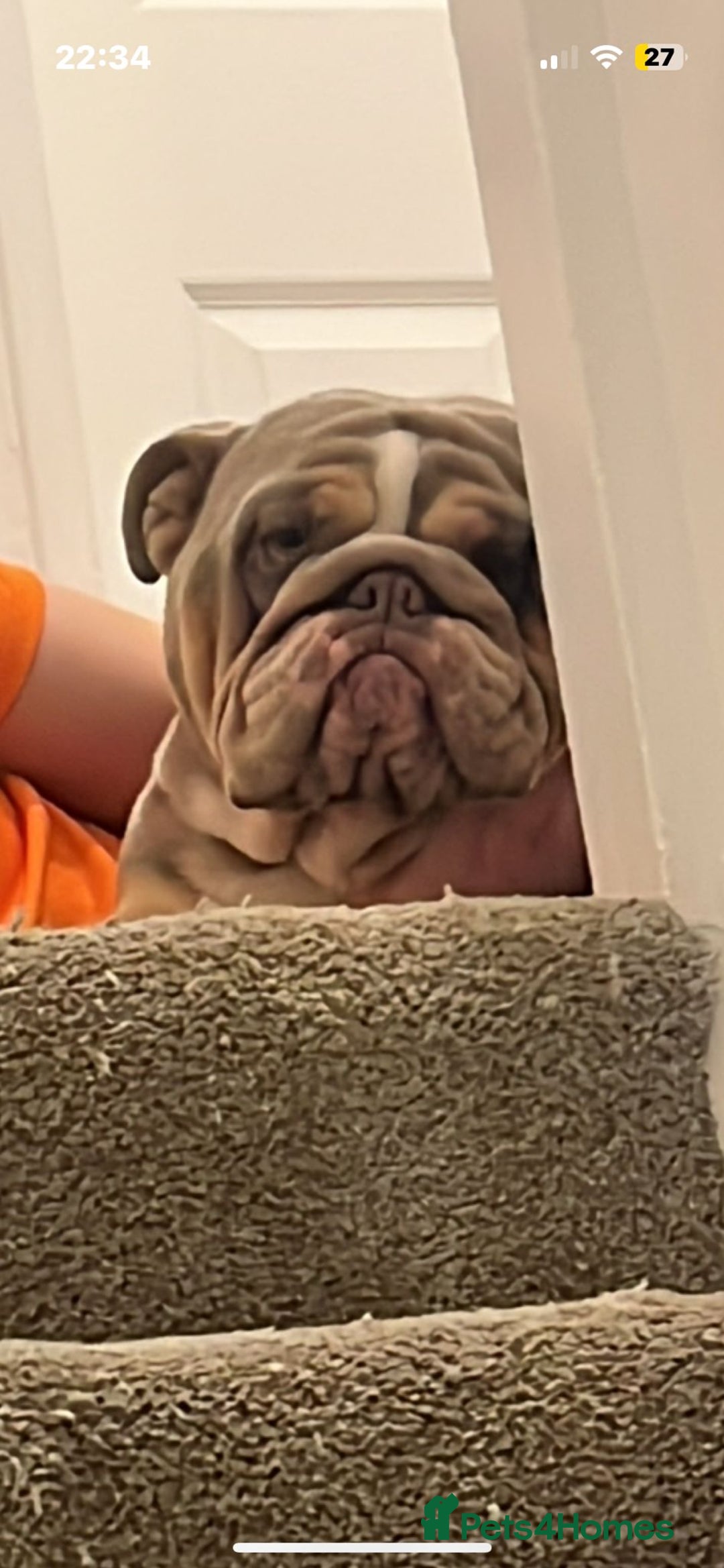 English Bulldog dogs for sale: 21 month English bulldog  - Image 4