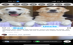Golden Retriever dogs for sale: Golden retriever X goldador puppies - Image 7