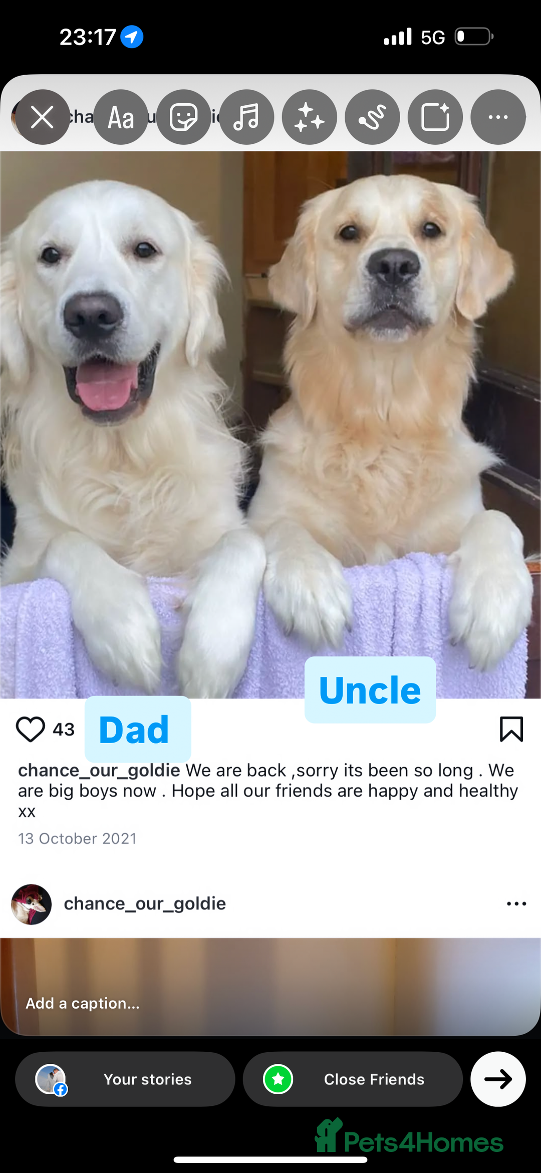 Golden Retriever dogs for sale: Golden retriever X goldador puppies - Image 7