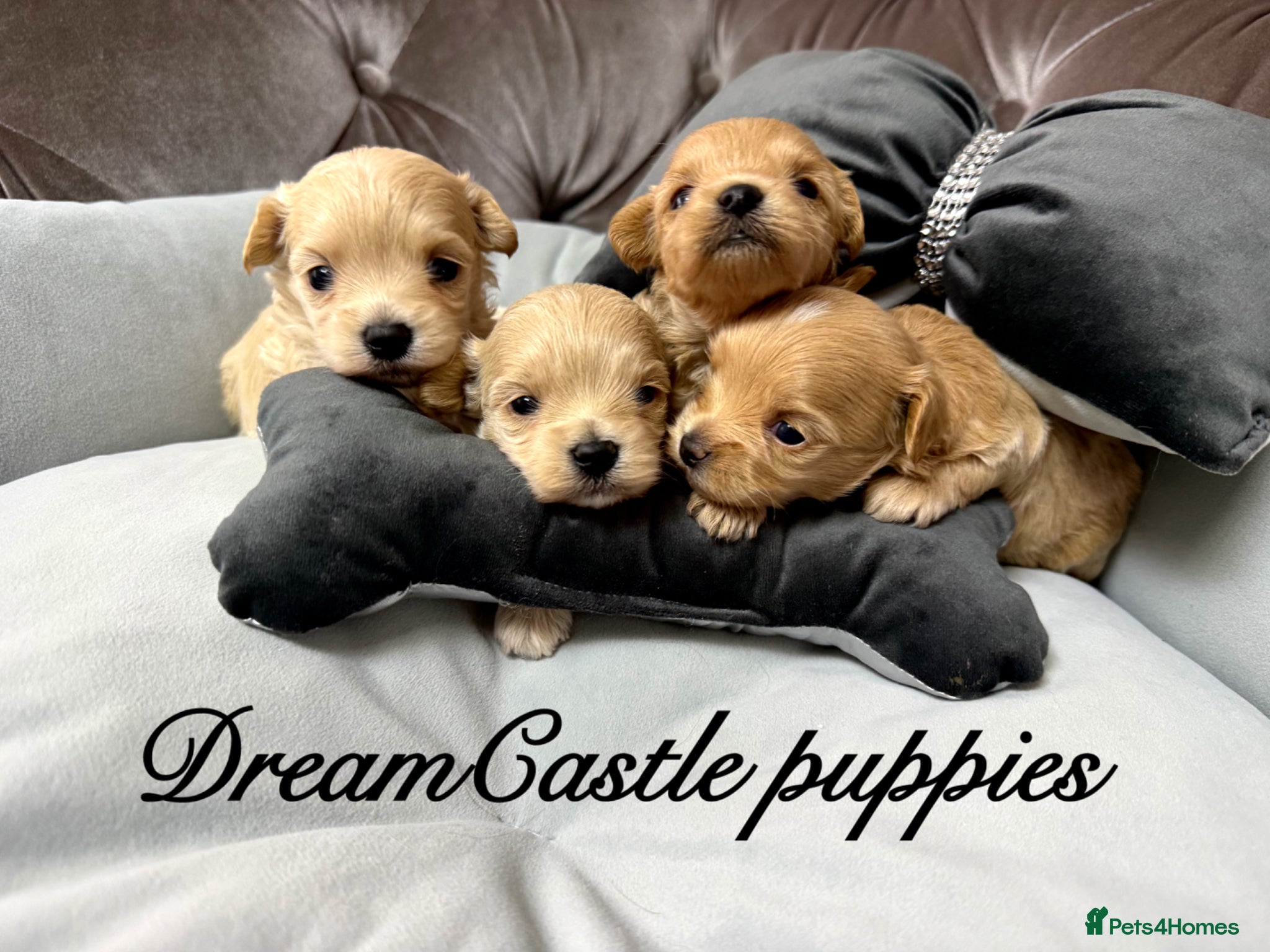 Maltipoo dogs Tiny maltipoo puppies Asian poodle dad  - Advert 1