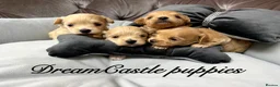 Maltipoo dogs for sale: Tiny maltipoo puppies Asian poodle dad  - Advert 3