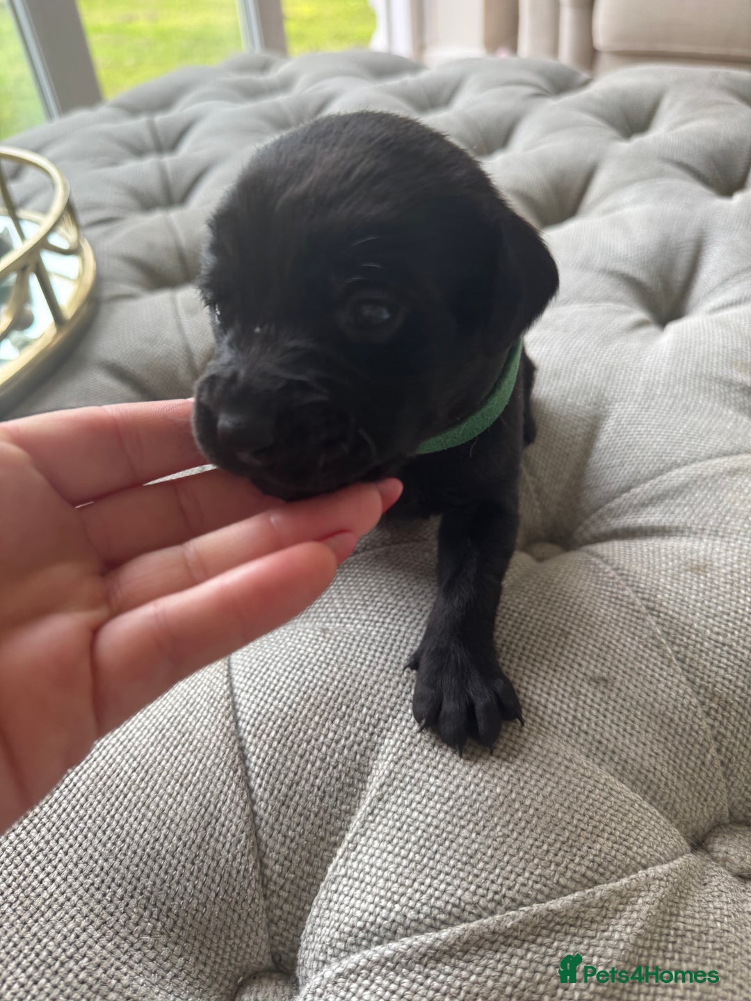 Labrador Retriever dogs for sale: Stunning homebred labs - Image 13