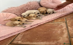 Golden Retriever dogs for sale: Beautiful GR Puppies – No Expense Spared! - Image 35