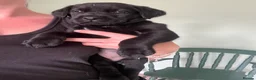 Labrador Retriever dogs for sale: 2 gorgeous black boys available  - Advert 4