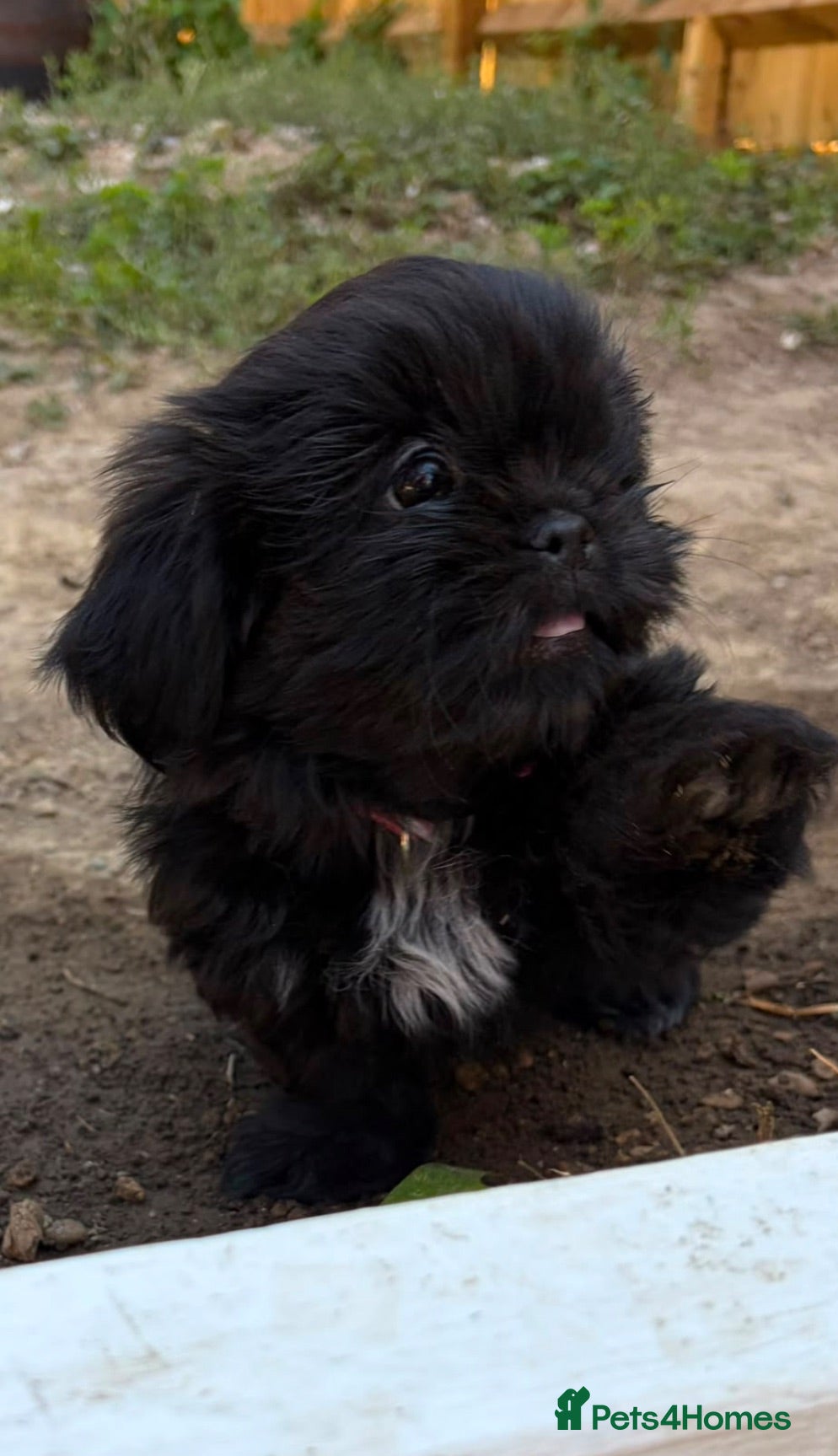 Shih Tzu dogs Shih tzu  - Advert 5