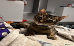 Mixed Breed cats for sale: Tabby cat  - Image 6