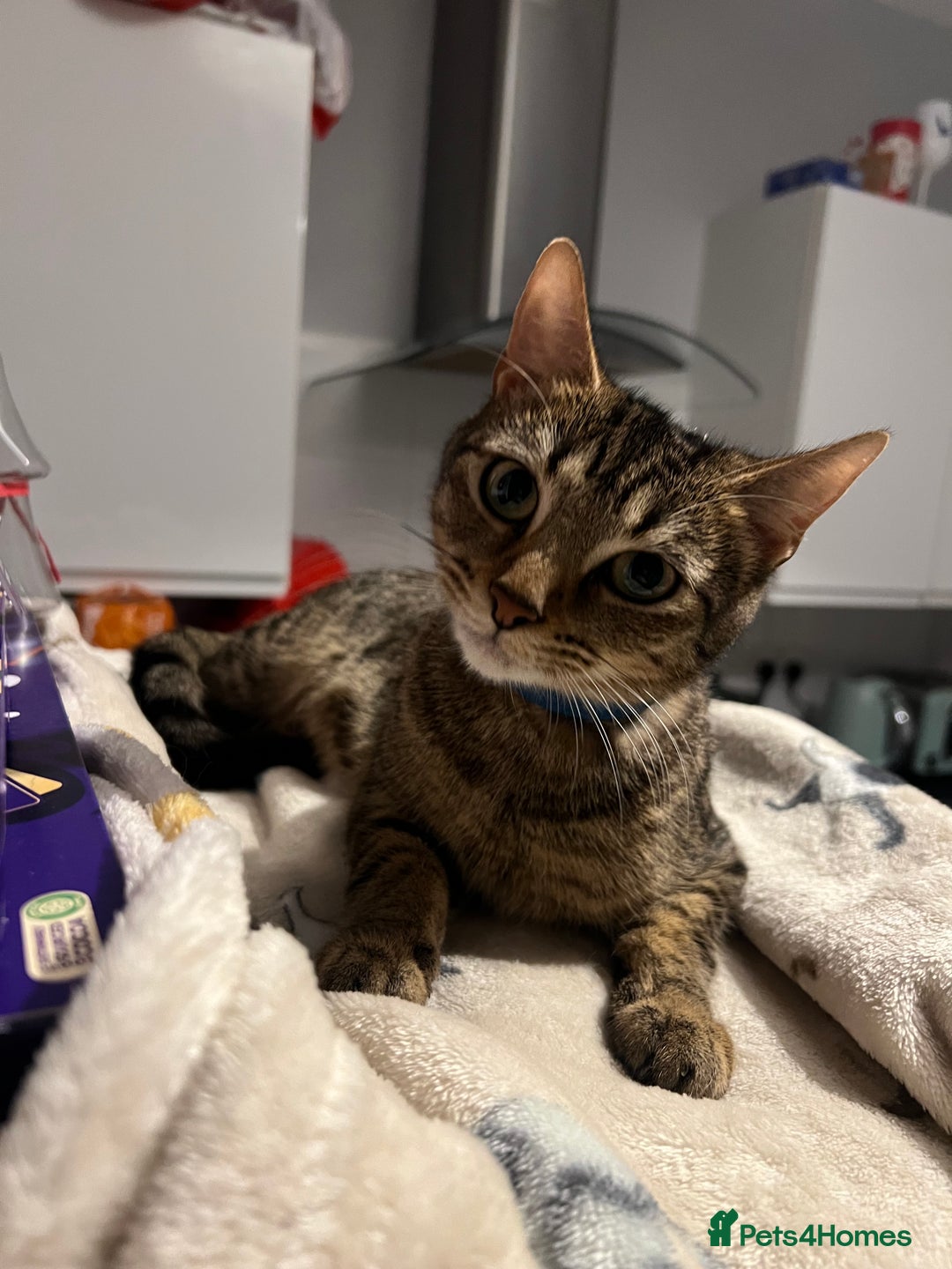 Mixed Breed cats for sale: Tabby cat  - Image 6