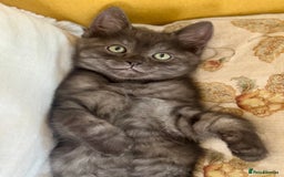 Siberian cats for sale: Beautiful Siberian Mix Kitten - Ready Soon!  - Image 1