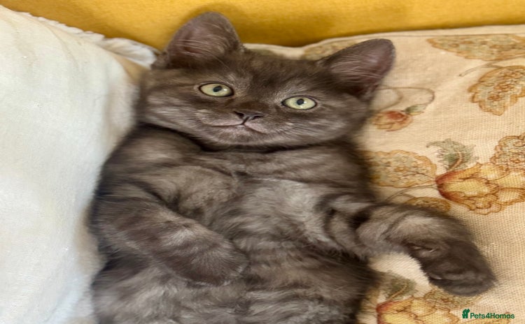 Siberian cats - Advert 1