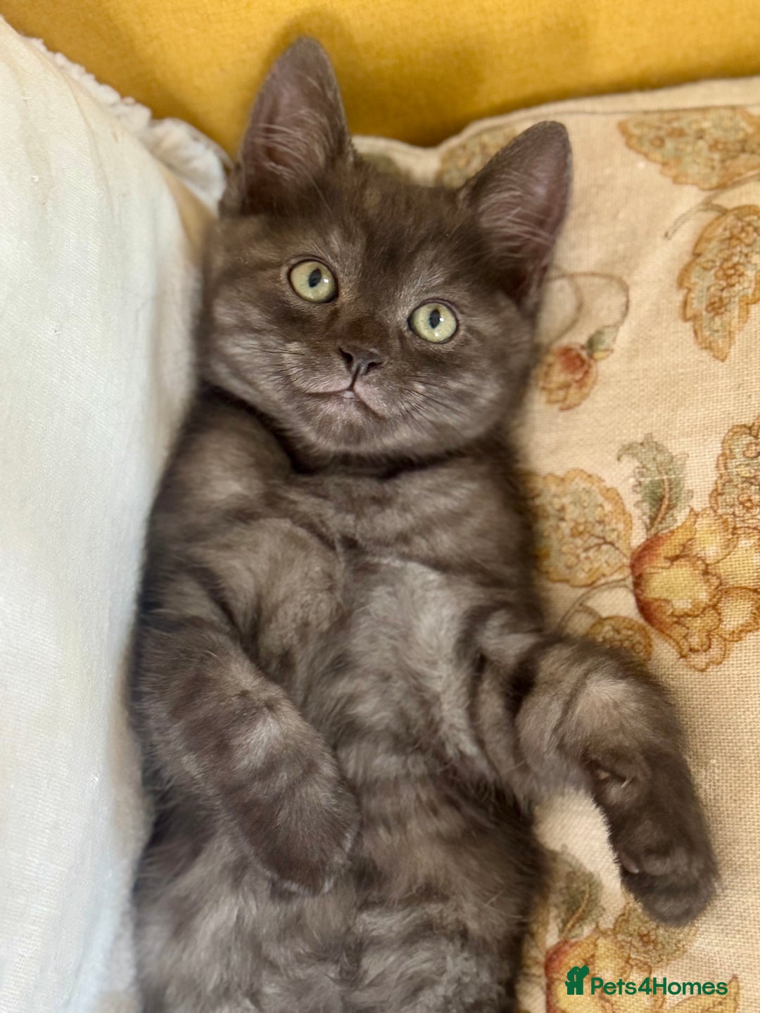 Siberian cats for sale: Beautiful Siberian Mix Kitten - Ready Soon!  - Image 1