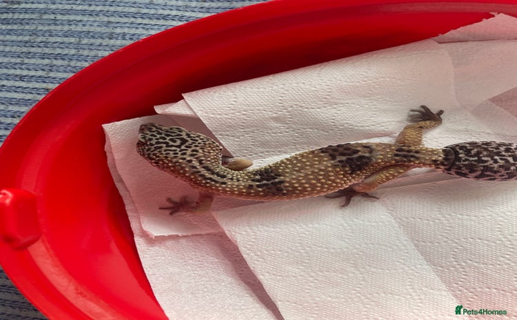 Gecko reptiles - Advert 3