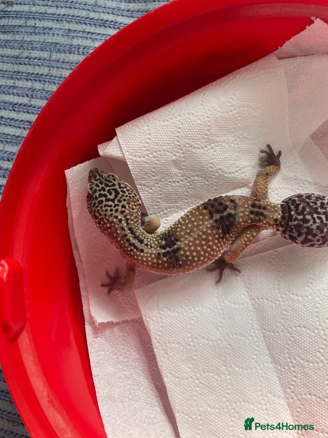 Gecko reptiles for sale: Leo gecko for sale with tank - Image 1