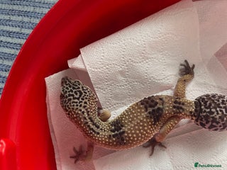 Gecko reptiles - Advert 19