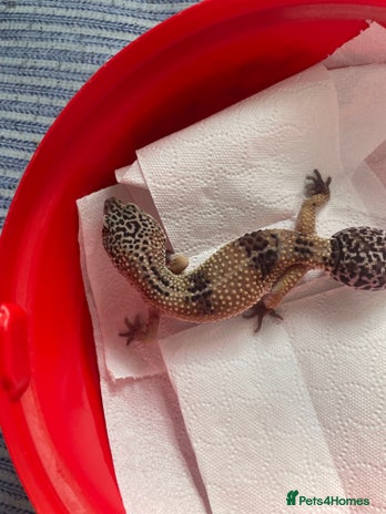 Gecko reptiles - Advert 6