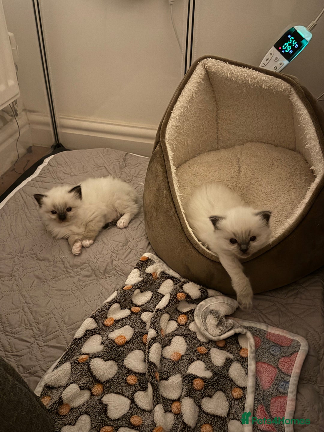 Ragdoll cats for sale: Last mitted Ragdoll girl available - Advert 9