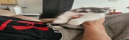 Persian cats for sale: Stuning Persian Girls - Advert 9